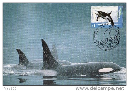 WHALES, KILLER WHALE, ORCA, CM, MAXICARD, CARTES MAXIMUM, OBLIT FDC, 1995, AUSTRALIA - Ballenas