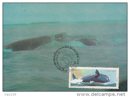 WHALES, SOUTHERN RIGHT WHALE, CM, MAXICARD, CARTES MAXIMUM, OBLIT FDC, 1987, BRASIL - Baleines