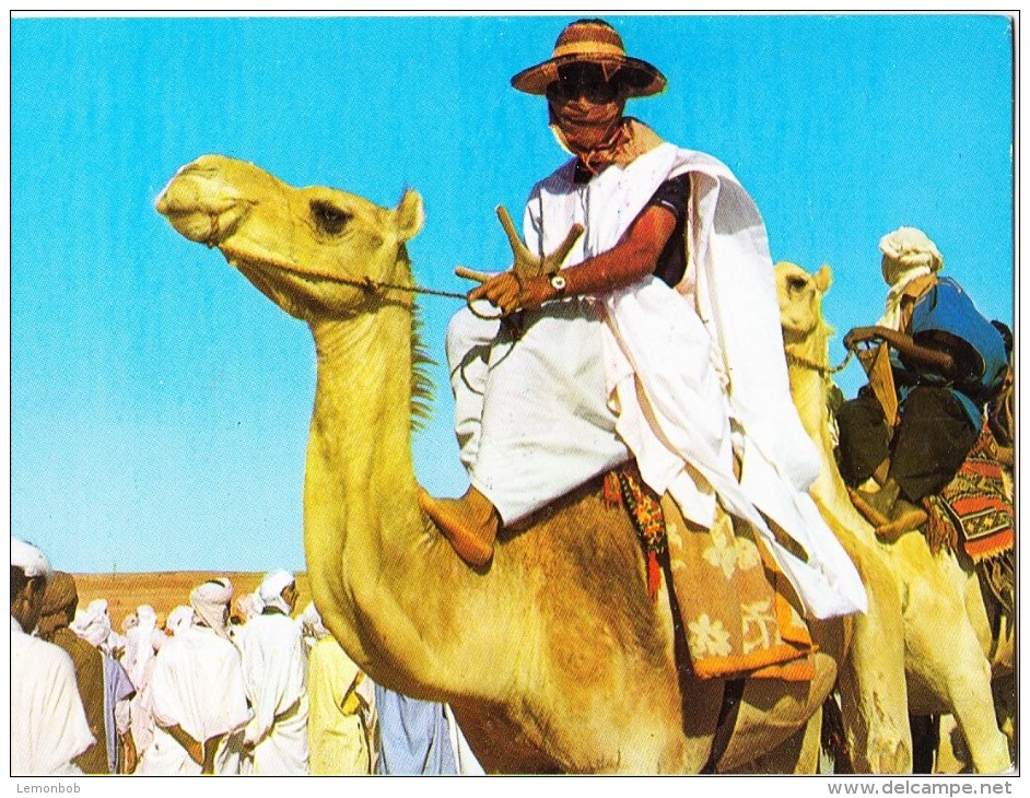 Algeria, Man Riding Camel, Unused Postcard [14598] - Men