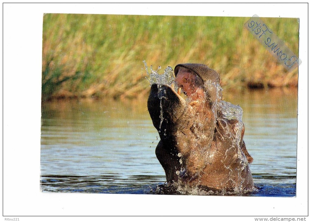 Hippopotame - TÊTE - HIPPO MOMBO CAMP BOTSWANA - 2010 - MICHAEL POLIZA - Hippopotamuses