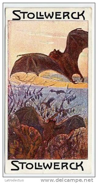 Stollwerck - Règne Animal– 6.1 (FR) – La Roussette édule, Pteropus Vampyrus, Pteropus, Large Flying Fox, Bat - Stollwerck
