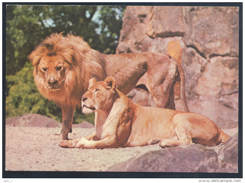 Germany Fauna Lion Löwe Panthera Leo Zoologischer Garten Berlin - Cats