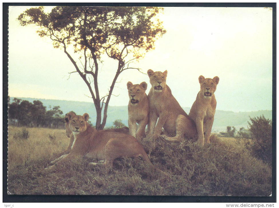 USA Fauna Lion Löwe Panthera Leo African Wildlife Book - Cats