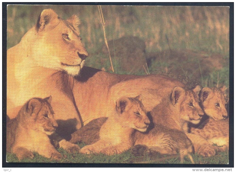 Netherlands Fauna Lion Löwe Panthera Leo Lion Family - Katten