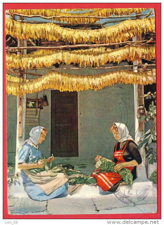 158244 / ADVERTISING - Griechenland - TABAKLAND , TRIKALA 1968 , WOMEN String TOBACCO - Greece Grece  Grecia - BULGARIA - Tabac