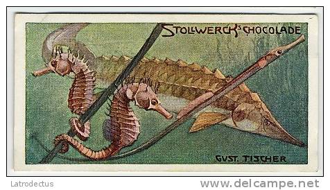 Stollwerck - Règne Animal – 22.4 (FR) – Esturgeon, Hippocampe, Orphie, Geep, Garfish,  Seahorse, Zeepaa - Stollwerck