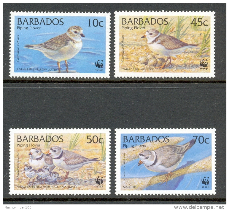 Naa251s WWF FAUNA VOGELS PLEVIER PLOVER PFEIFER BIRDS VÖGEL AVES OISEAUX BARBADOS 1999 PF/MNH - Unused Stamps