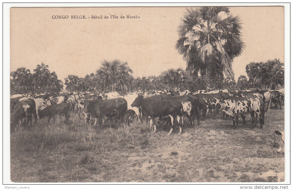 CONGO BELGE BETAIL DE L'ILE DE MATEBA - Congo Belge