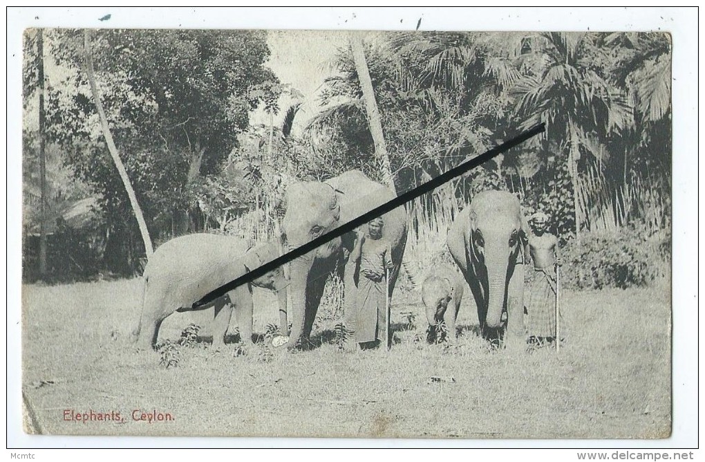 CPA - Elephants,Ceylon - Sri Lanka (Ceylon)