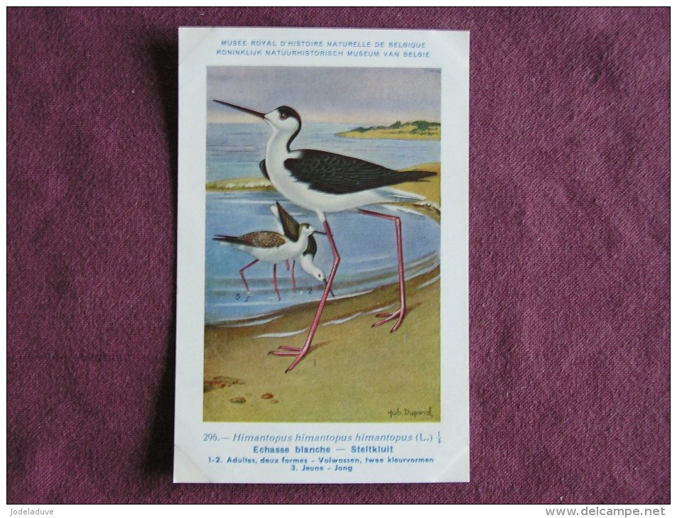 ECHASSE BLANCHE Musée Royal D´ Histoire Naturelle Belgique Oiseau Bird Oiseaux Illustration DUPOND H Carte Postale - Oiseaux