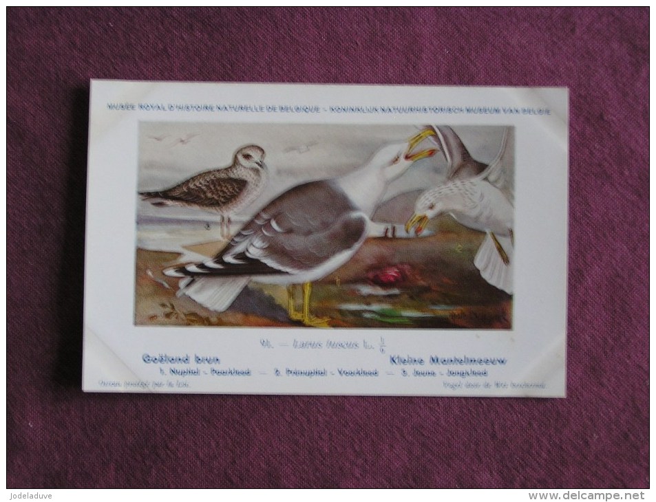 GOËLAND BRUN  Musée Royal D´ Histoire Naturelle Belgique Oiseau Bird Oiseaux Illustration DUPOND H Carte Postale - Birds