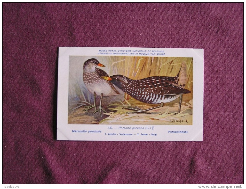 MAROUETTE PONCTUEE  Musée Royal D´ Histoire Naturelle Belgique Oiseau Bird Oiseaux Illustration DUPOND H Carte Postale - Oiseaux