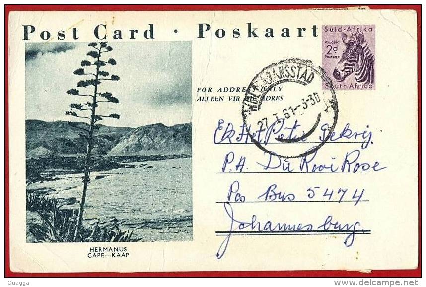 South Africa 1959. ZEBRA Postcard. Hermanus. Quik P69. - Covers & Documents
