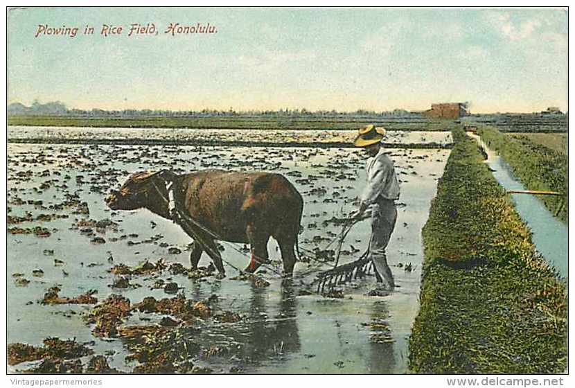 228367-Hawaii, Honolulu, Water Buffalo Plowing Rice, Farming Scene, H.F. Hill - Honolulu