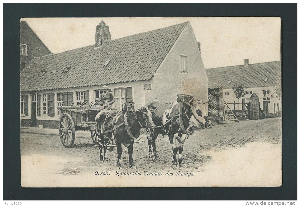 ORROIR - Mont- De- L´Enclus.  Retour Des Travaux Des Champs - Boeufs Attelés, Beau Plan. Précurseur. 2 Scans. - Kluisbergen