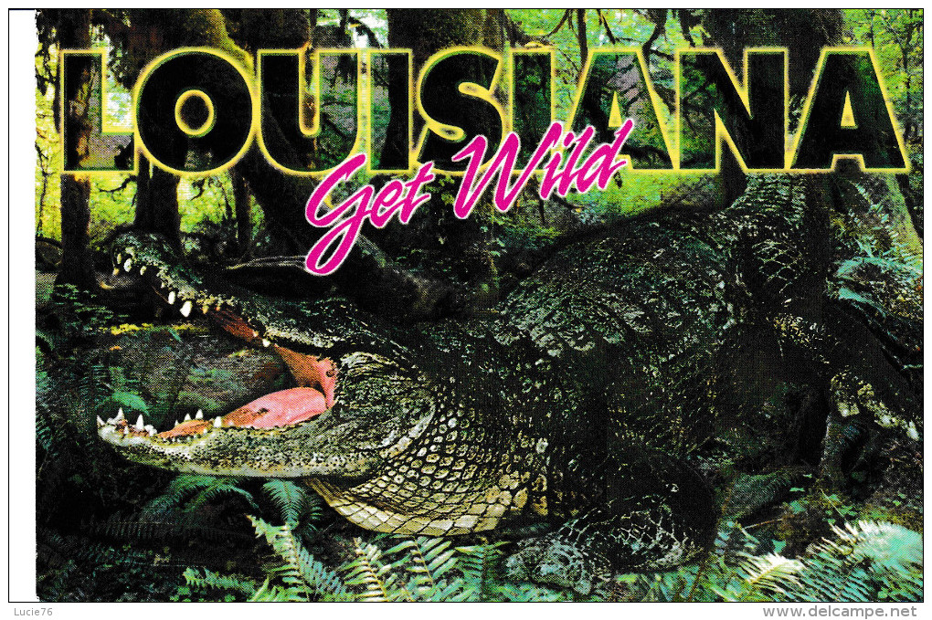 ALLIGATOR   -    Louisiana  -   Get  WILD - Andere & Zonder Classificatie