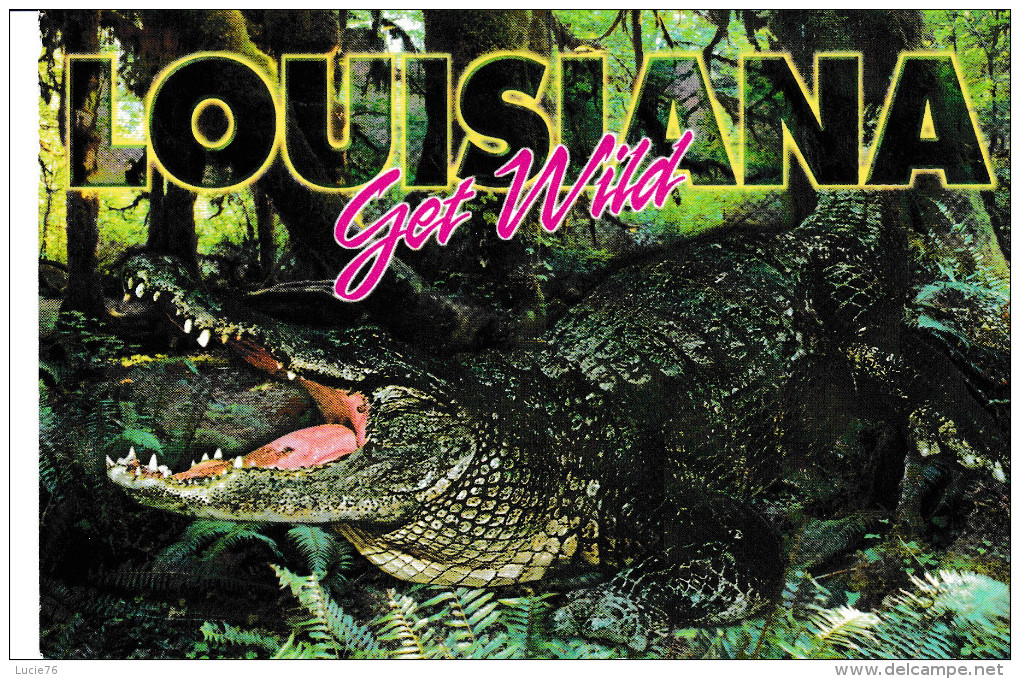 ALLIGATOR   -    Louisiana  -   Get  WILD - Autres & Non Classés