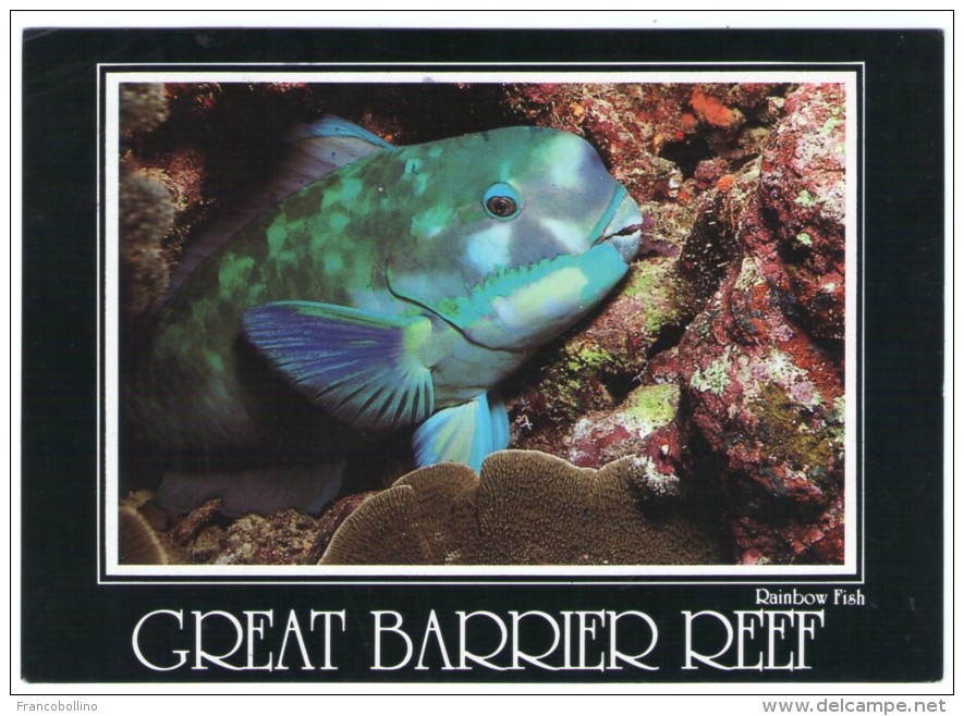 AUSTRALIA/NORTH QUEENSLAND - THE GREAT BARRIER REEF - RAINBOW FISH - Great Barrier Reef