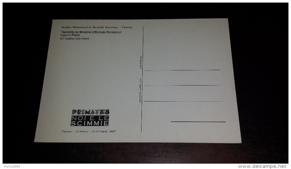 C-23140 CARTOLINA TORINO - MUSEO REGIONALE DI SCIENZE NATURALI - HISTOIRE NATURELLE DES MAMMIFERES SCIMMIE SCIMMIA - Musées