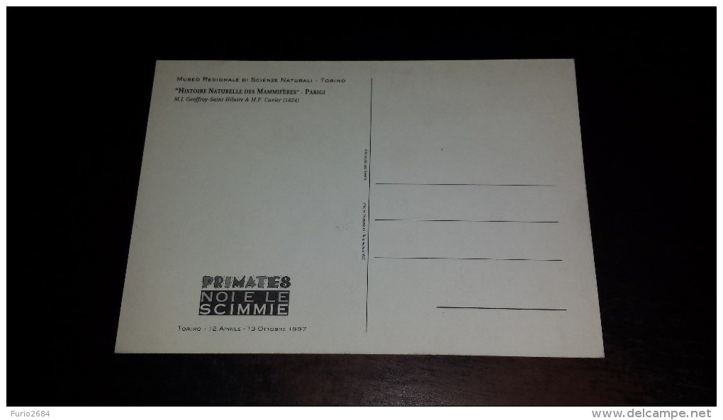 C-23141 CARTOLINA TORINO - MUSEO REGIONALE DI SCIENZE NATURALI - HISTOIRE NATURELLE DES MAMMIFERES SCIMMIE SCIMMIA - Musées