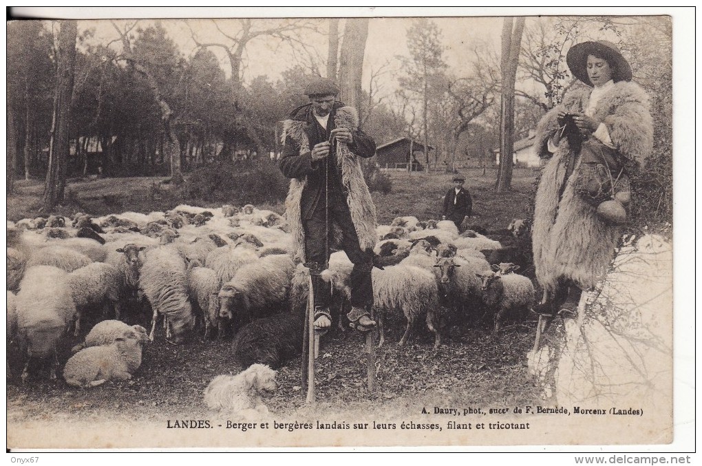 MORCENX (Landes) Berger Et Bergères Landais Sur Echasses, Filant  Tricotant La Laine De Mouton-ANIMAUX-METIER-INDUSTRIE - Morcenx