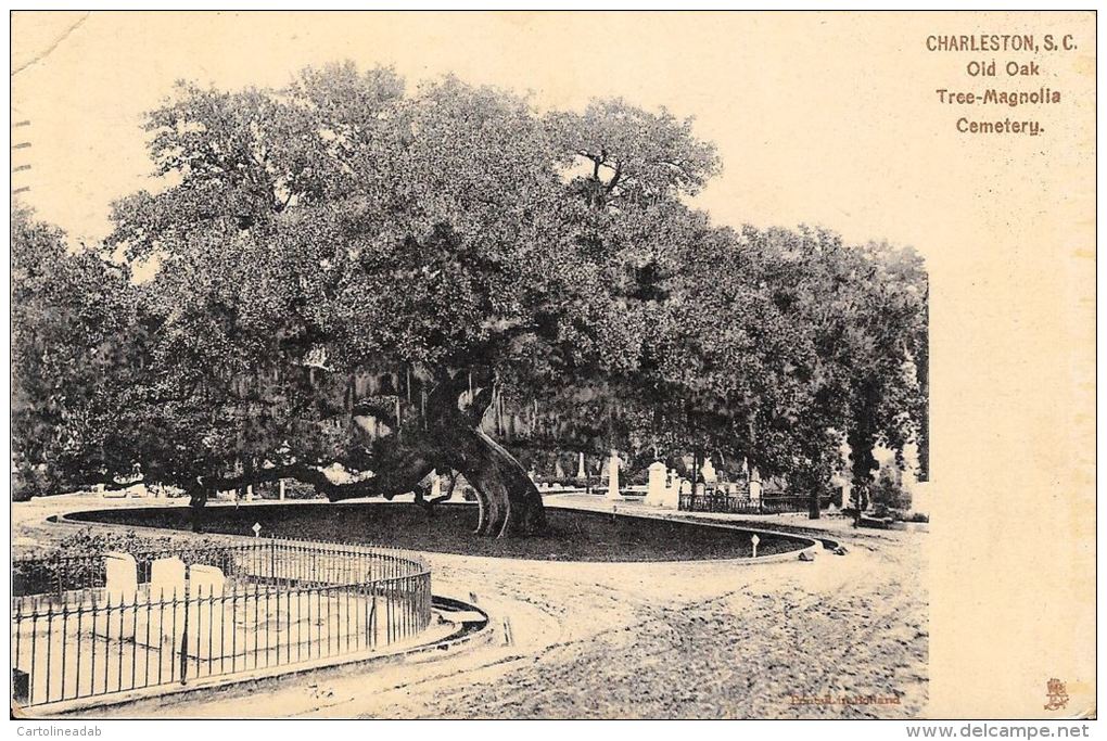 [DC5116] CARTOLINA - STATI UNITI - CHARLESTON S.C. - OLD OAK TREE MAGNOLIA CEMETERY - Viaggiata 1907 - Old Postcard - Charleston