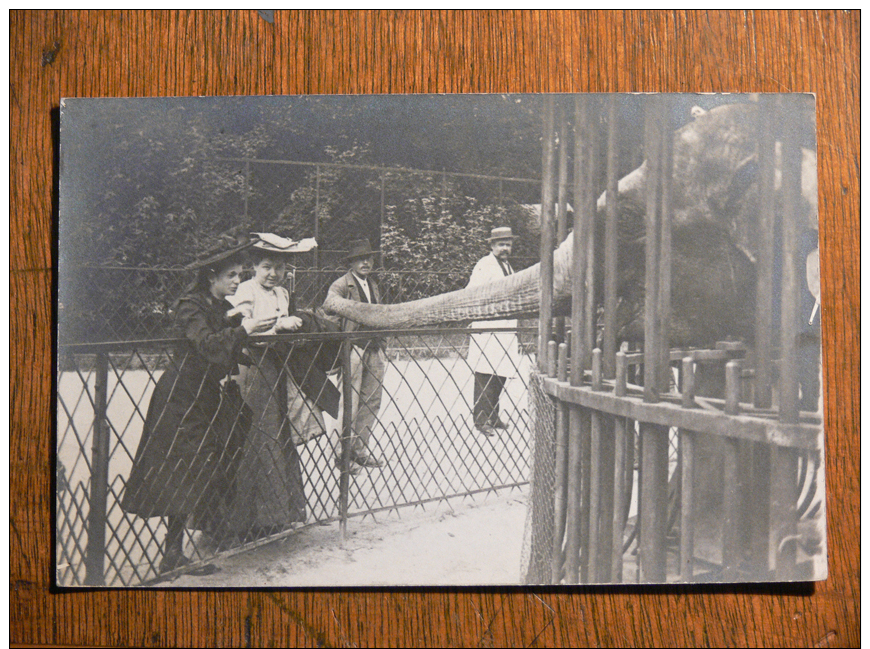 PARIS - Jardin Des Plantes - Elephant En Cage - Parcs, Jardins