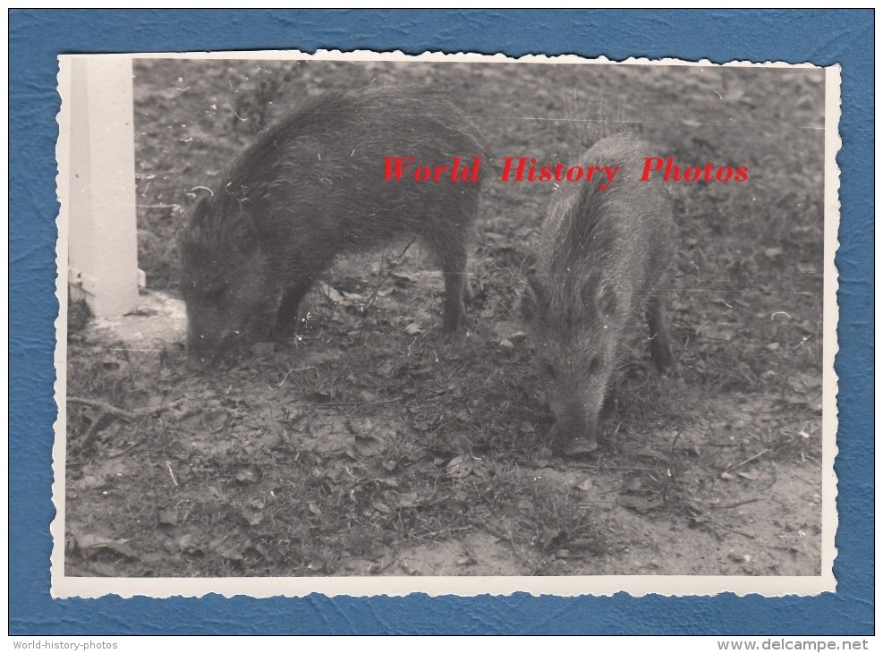 Photo Ancienne - Deux Marcassins - Sanglier - Porc - Cochon Sauvage - Pig - Autres & Non Classés