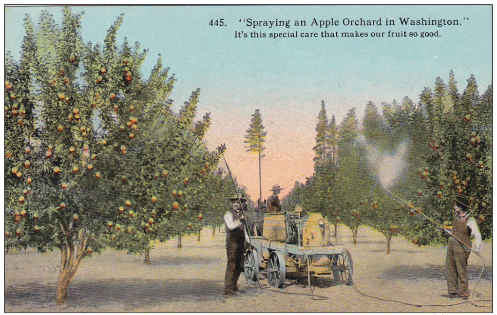 WASHINGTON, 1900-1910's; Spraying An Apple Orchard In Washington - Autres & Non Classés