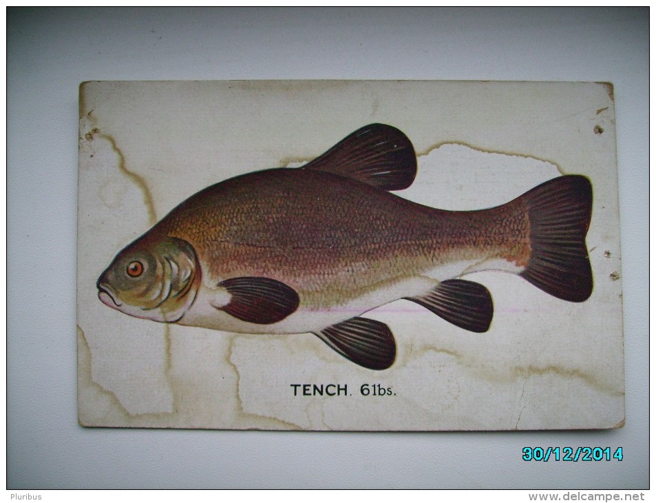 IMPERIAL RUSSIA LATVIA RIGA J. REDLICH FISHING EQUIPMENT ADVERTISEMENT ON TUCK`S TENCH FISH   , OLD POSTCARD , 0 - Publicidad