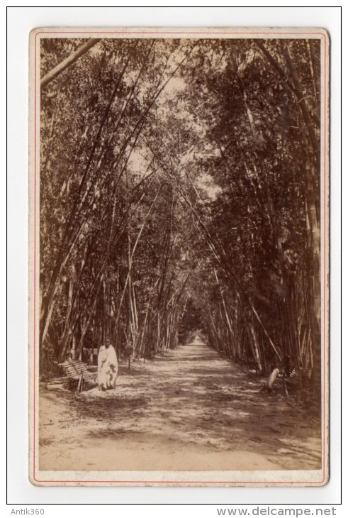 Photographie Albuminée XIXème Algérie Alger, Jardin D'Essai, Allée Des Bambous - Afrique