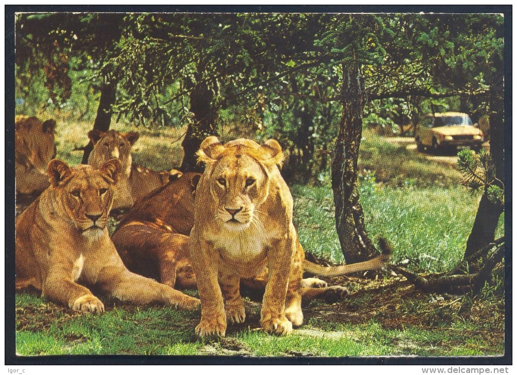 Danmark Postcard: Fauna Lion Löwe Leone Panthera Leo: Jylland, Givskud, Lion Park - Löwen