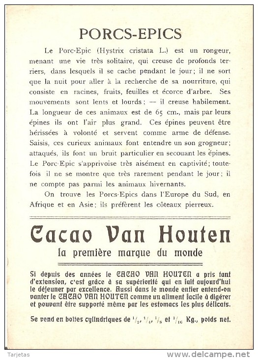 CROMO ANTIGUO DE CACAO VAN HOUTEN DEL PORC-EPIC (PUERCO ESPIN) - Van Houten