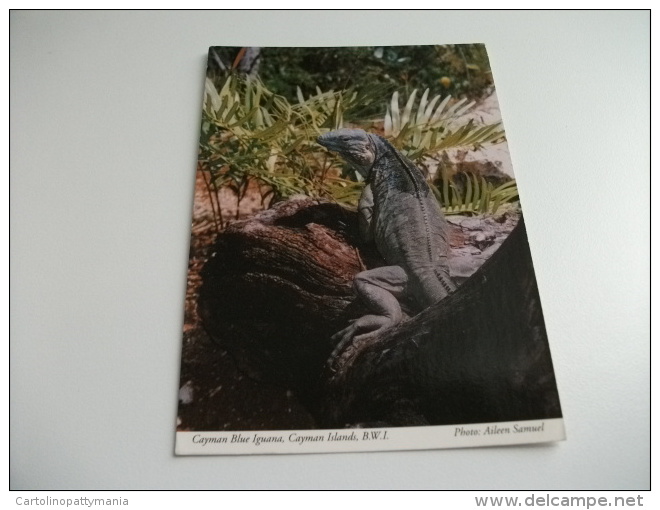 STORIA POSTALE FRANCOBOLLO COMMEMORATIVO CAYMAN ISLANDS IGUANA - Caimán (Islas)