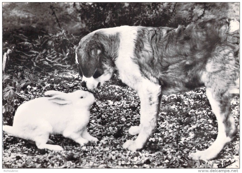 DINA CHIEN SAINT BERNARD ET JEANNOT LE LAPIN / ECOLE DE CHIENS D AVALANCHE COL DU PETIT SAINT BERNARD - Autres & Non Classés