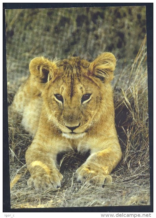 Germany Deutschland Postcard: Fauna Löwe Lion Panthera Leo - Lions