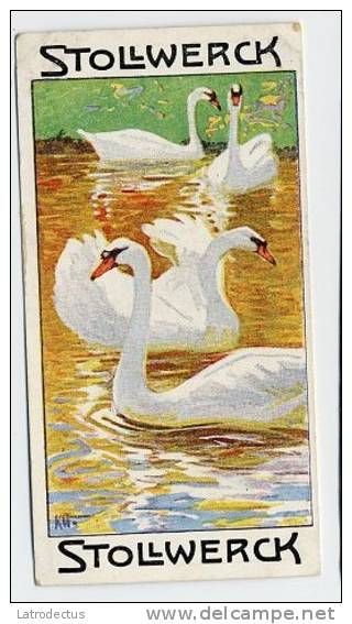 Stollwerck - Règne Animal – 20.1 (FR) –Cygne à Bec Tuberculeux, Olor, Cygnus, knobbelzwaan ,  Mute - Stollwerck