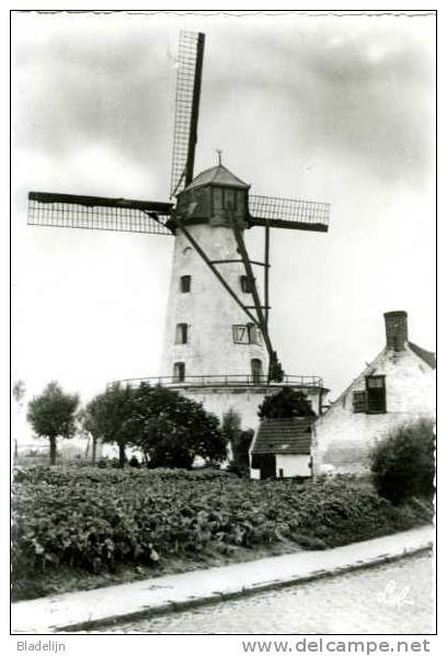ZWEVEGEM (W.Vl.) - Molen/moulin - Oudere Zwart-wit Kaart Met Kartelrand Van De Nog Bestaande Stenen Molen - Zwevegem