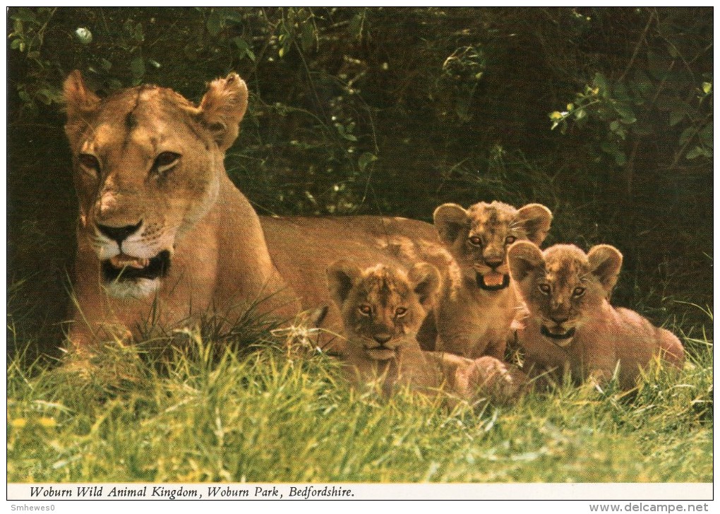 Postcard - Lions At Woburn Wild Animal Kingdom. 2WBN4 - Leones