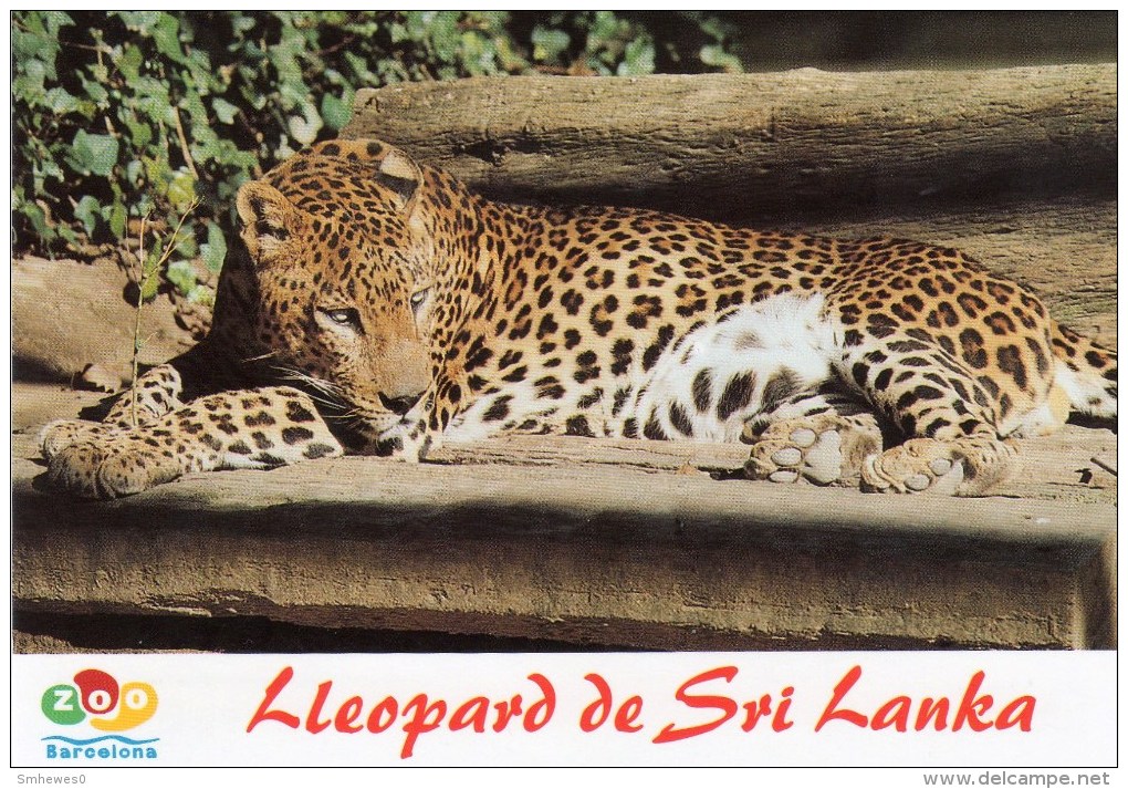 Postcard - Leopard At Barcelona Zoo. 32 - Cats