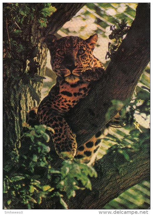 Postcard - Leopard At Marwell Zoological Park. A - Cats