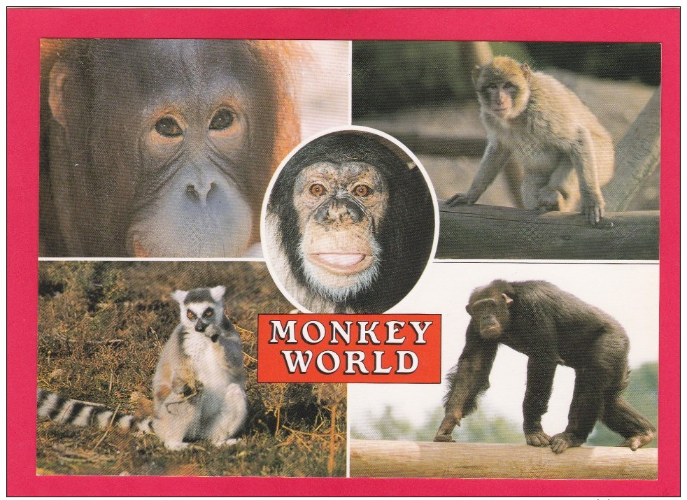 Post Card Of Monkey World, Ape Rescue Centre, Dorset, B16. - Monkeys