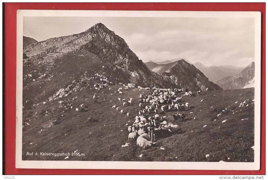 NF2-06  Auf D. Kaisereggschoss  Schaffe, Moutons. Gelaufen. Megetschwiler Photo Schwarzenburg - Schwarzenburg