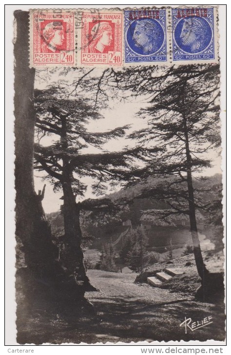 ALGERIE,AFRIQUE DU NORD,CHREA,EN 1948,4 TIMBRES D'EPOQUE,MARCOPHILIE,pres BLIDA,STATION DE SKI,ETE,refuge,ski Club,cedre - Blida