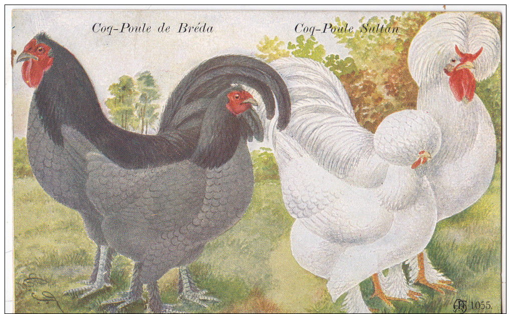 POULES- - Oiseaux