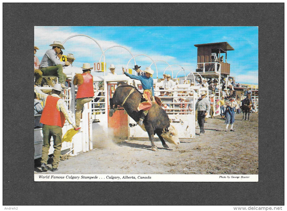 CALGARY - ALBERTA - CALGARY EXHIBITION AND STAMPEDE -  WILD STEER RIDING - PHOTO BY GEORGE HUNTER - Calgary