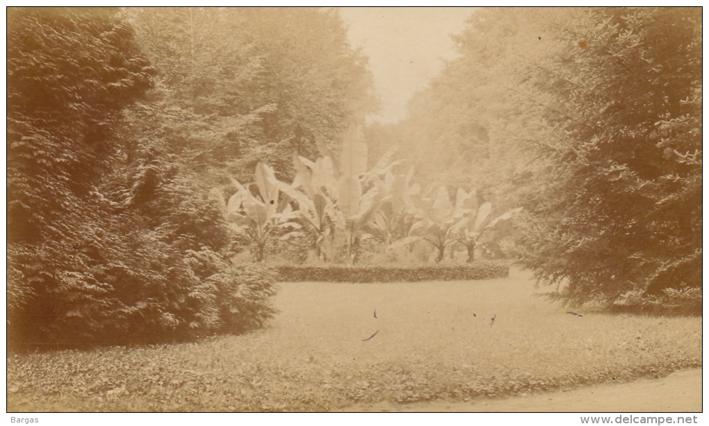 Photo Ancienne Allier Vichy Un Massif De Tabac Dans Le Parc - Anciennes (Av. 1900)
