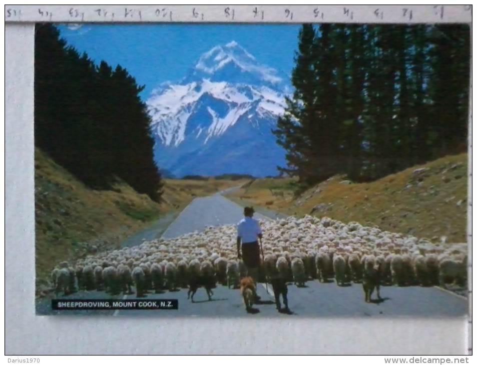 Cart - Oceania - Nuova Zelanda- Sheepdroving, Mount Cook. - Nuova Zelanda