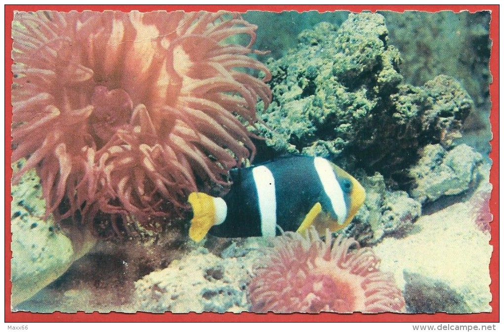 CARTOLINA VG MONACO - Aquarium Marin - Clown Noir - 9 X 14 - ANN. TARGHETTA - Oceanographic Museum