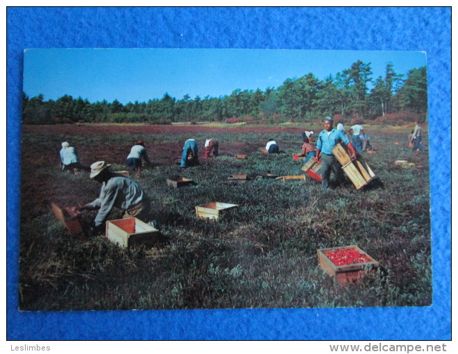 Cranberry Picking Time, Cape Cod, Massachusetts. - Cape Cod